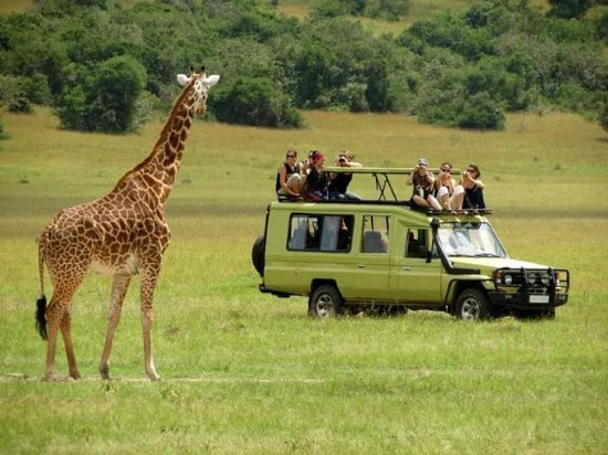 Wildlife safari game drive